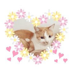 [LINEスタンプ] うちの猫達 金ちゃん