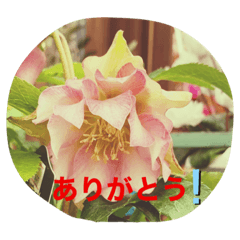 [LINEスタンプ] お花スタンプです