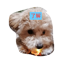 [LINEスタンプ] 愛犬のpurin