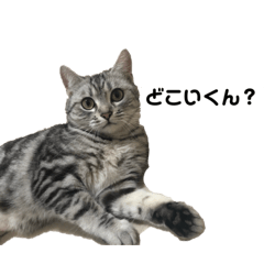 [LINEスタンプ] にぱるすうちねこ2