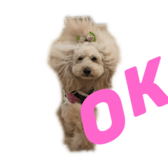 [LINEスタンプ] レオン君スタンプ！！