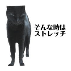 [LINEスタンプ] にぱるすうちねこ