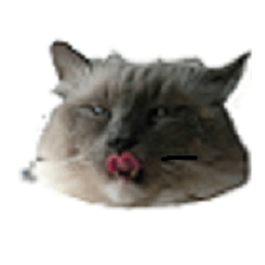 [LINEスタンプ] 愛猫ジル