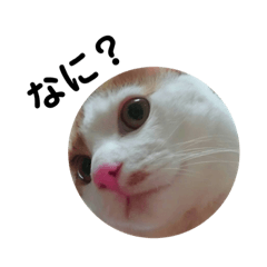 [LINEスタンプ] 家ねこちゃん