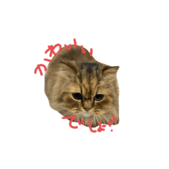 [LINEスタンプ] にゃんこ達①