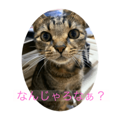 [LINEスタンプ] ラミ・ナナ・ミウ Part2