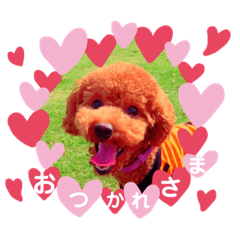 [LINEスタンプ] トイプーめいぷる②