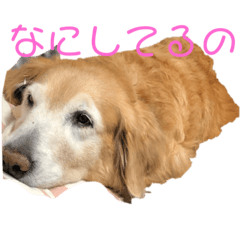 [LINEスタンプ] ほんわかゴールデンレトリバースタンプ