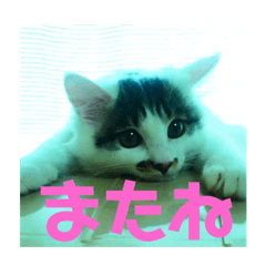 [LINEスタンプ] こむみるすたんぷ その2