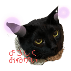 [LINEスタンプ] 黒猫みぃちゃんのスタンプ2