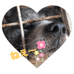 [LINEスタンプ] 秋田犬 天然