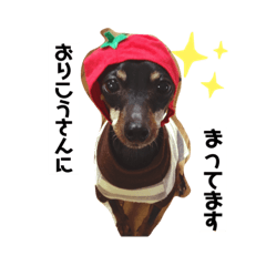 [LINEスタンプ] わんこわんわんの日常