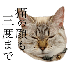 [LINEスタンプ] 課長の御言葉