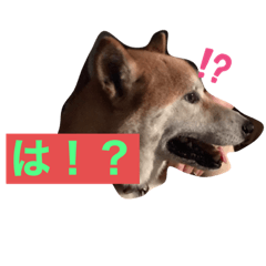 [LINEスタンプ] いぬともじ