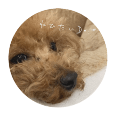 [LINEスタンプ] 我が家の可愛いワンコたち♡