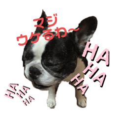[LINEスタンプ] フレンチブルドックmarble君part2