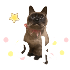 [LINEスタンプ] かぞくスタンプいち