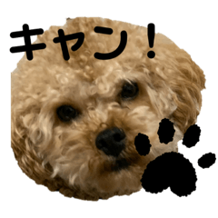 [LINEスタンプ] キャンちゃんすたんぷ