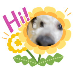 [LINEスタンプ] みみちゃん8連発