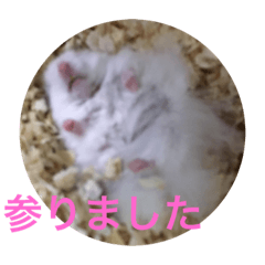[LINEスタンプ] ハム三兄弟2