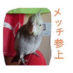 [LINEスタンプ] オカメのメッチ