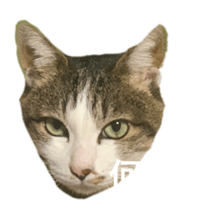 [LINEスタンプ] Mya-san