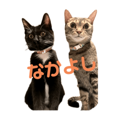 [LINEスタンプ] みゃあ＆くまお