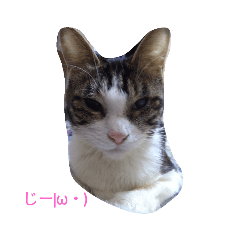 [LINEスタンプ] 猫は家族2