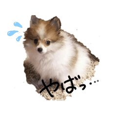 [LINEスタンプ] ❤️Shelleyちゃんの日常✨