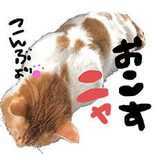 [LINEスタンプ] 爆ぜつかわいい猫めかこん！！！