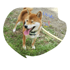 [LINEスタンプ] 赤柴はるごん4