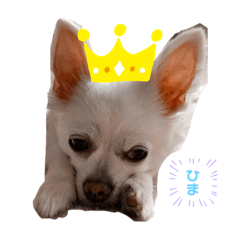 [LINEスタンプ] ちわわの3兄弟