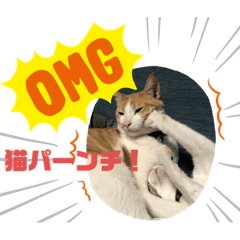 [LINEスタンプ] 猫ちゃんスタンプฅ(^^ฅ)