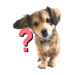 [LINEスタンプ] チワックスのまろんくん