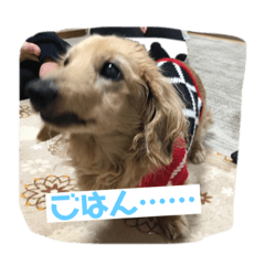[LINEスタンプ] うちの可愛いさくら