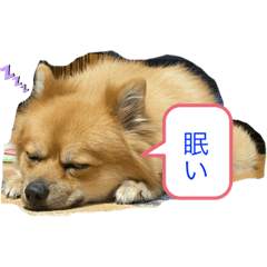 [LINEスタンプ] ごんのスタンプ 〜日常編〜