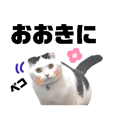 [LINEスタンプ] 白黒ネコの関西弁