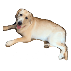 [LINEスタンプ] ハニーの日常