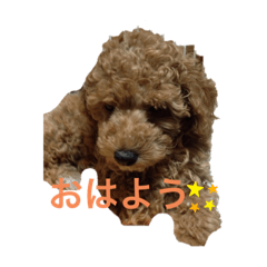 [LINEスタンプ] くぅの一言
