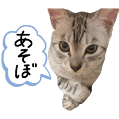 [LINEスタンプ] 新入り！ぎんたろす