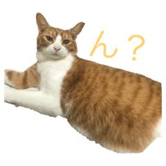 [LINEスタンプ] チャン猫のスタンプ