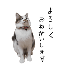 [LINEスタンプ] はるつないくら