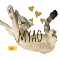 [LINEスタンプ] 愛猫  ♂shin君 可愛い ネコ