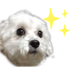 [LINEスタンプ] 愛犬LEONのスタンプ