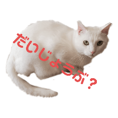 [LINEスタンプ] 飼い猫マロ＆シャム 2