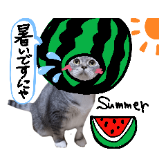 [LINEスタンプ] ネコ満載
