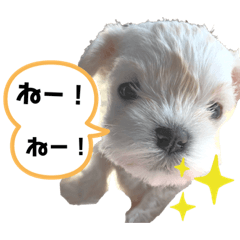 [LINEスタンプ] みっくす犬れいちぇる