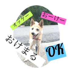 [LINEスタンプ] 愛犬チコのスタンプ