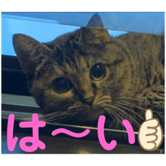 [LINEスタンプ] おはちゃん4