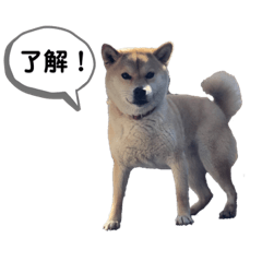 [LINEスタンプ] 柴犬ミイコのスタンプ